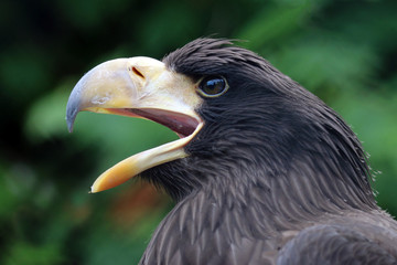 Young Steller's sea eagle