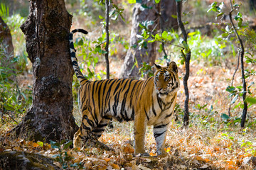 Fototapeta na wymiar Wild tiger in the jungle. India. Bandhavgarh National Park. Madhya Pradesh. An excellent illustration.