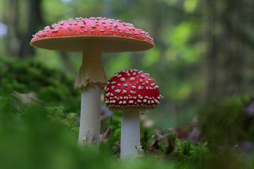 Fliegenpilz