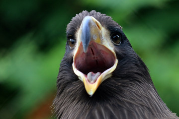 Young Steller's sea eagle