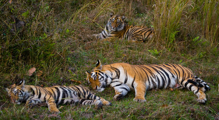Naklejka na ściany i meble Two wild tigers are lying on grass. India. Bandhavgarh National Park. Madhya Pradesh. An excellent illustration.