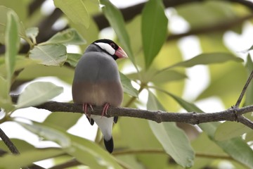 Java Sparrow