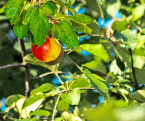 Image of apple trees in the garden close-up