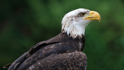 Obraz premium Bald eagle