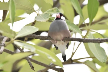 Java Sparrow