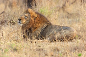 male lion resting in kruger