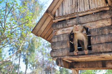 Monkey on the wooden house / Monkey on the wooden house in the park