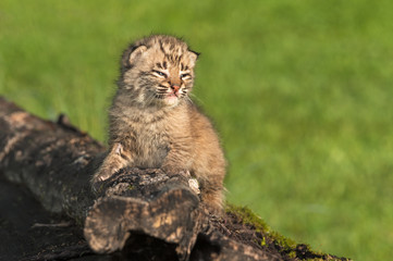 Naklejka na ściany i meble Baby Bobcat (Lynx rufus) Looks Right From Log