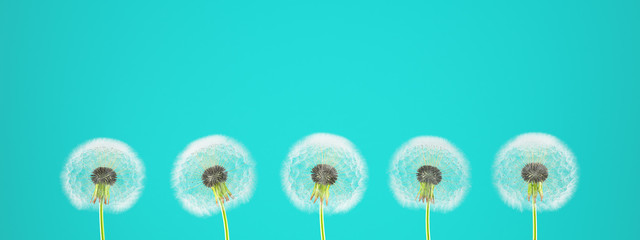 dandelion on colorful background. 3d rendering © Walkingdots