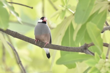Java Sparrow

