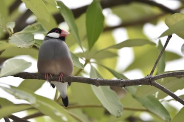 Java Sparrow
