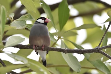 Java Sparrow
