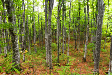 Green image of a forest with vertical trees in Plitvice national park, Croatia