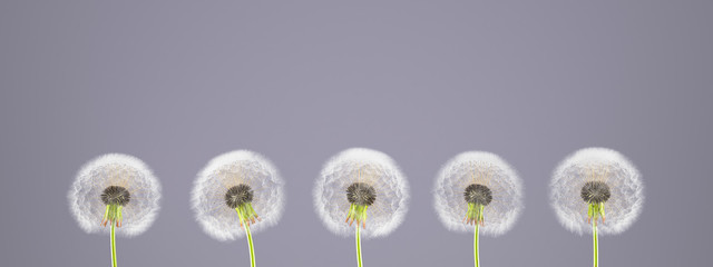 dandelion on colorful background.3d rendering © Walkingdots