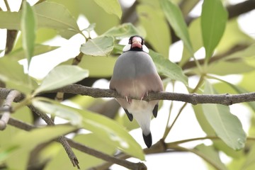 Java Sparrow
