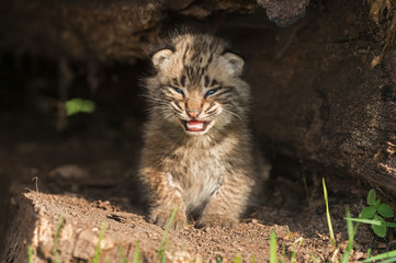 Naklejka na ściany i meble Baby Bobcat Kitten (Lynx rufus) Cries in Hollow Log