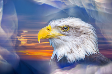 Porträt eines Weißkopfseeadlers im Bokeh