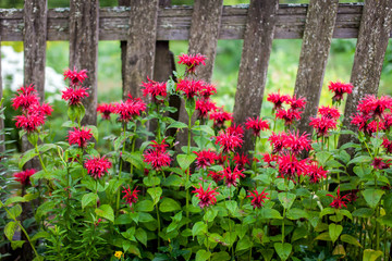 Red  flowers against fence