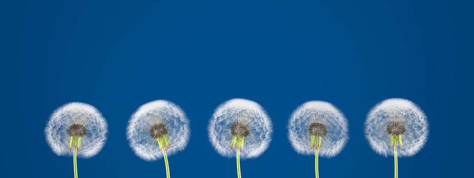 Fototapeta dandelion on colorful background.  3d rendering