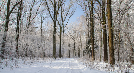 Forest in winter