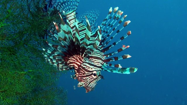 Giant lionfish floating at the wall of the coral reef