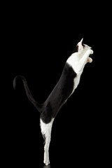 Raising up Black and White Oriental cat Isolated on Black