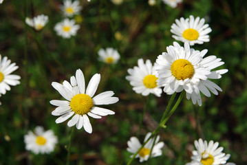 Field of daisies in spring