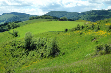 Fototapeta na wymiar Green meadow in spring