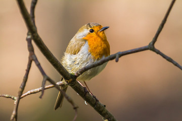 Rotkehlchen (Erithacus rubicula)