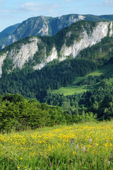 Spring landscape with yellow flowers