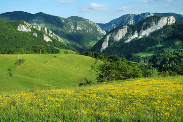 Fototapeta na wymiar Spring landscape with yellow flowers