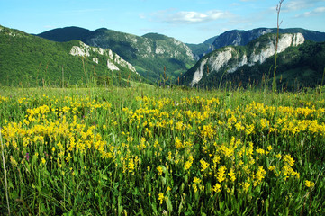 Spring meadow with yellow flowers