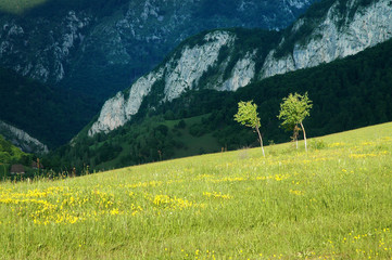 Fototapeta premium Birch trees in the middle of a meadow in spring