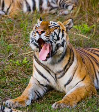 Wild Bengal Tiger lying on the grass and yawns. India. Bandhavgarh National Park. Madhya Pradesh. An excellent illustration.
