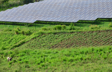  Martinique, photovoltaic panel in Bellefontaine countryside