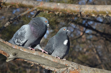 Голуби на дереве.
