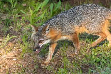 Naklejka na ściany i meble Grey Fox Vixen (Urocyon cinereoargenteus) Walks Left