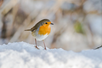 Rotkehlchen (Erithacus rubicula)