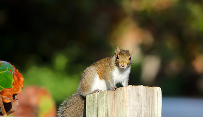 Grauh&ouml;rnchen in S&uuml;dflorida