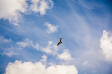 Hawk flying in the sky