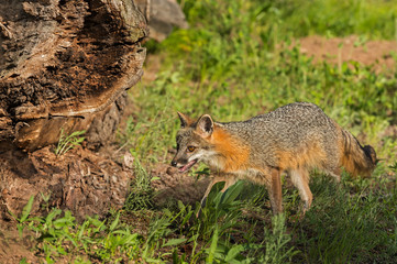 Naklejka na ściany i meble Grey Fox Vixen (Urocyon cinereoargenteus) Walks Near Log