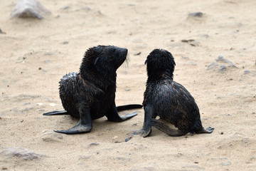 Babies of a cape fur seals