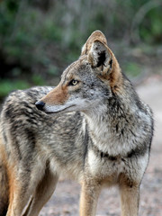 Coyote in South Texas