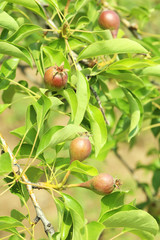 Pears on a tree branch in the garden