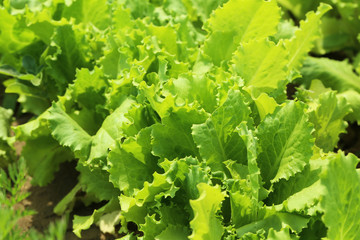 Green salad in the garden