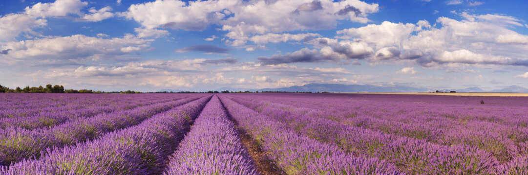 Fototapeta Blooming fields of lavender in the Provence, southern France