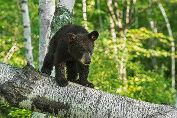 Young Black Bear Cub (Ursus americanus) Looks Down Branch © geoffkuchera