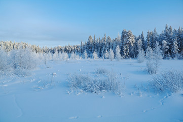 Winter landscape