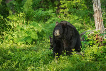 Adult Female Black Bear (Ursus americanus) with Cub Behind