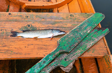 Fisherman trophy - Caught pike lies in the old wooden fishing bo